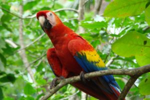 macaw, Parrot, Bird, Tropical,  38