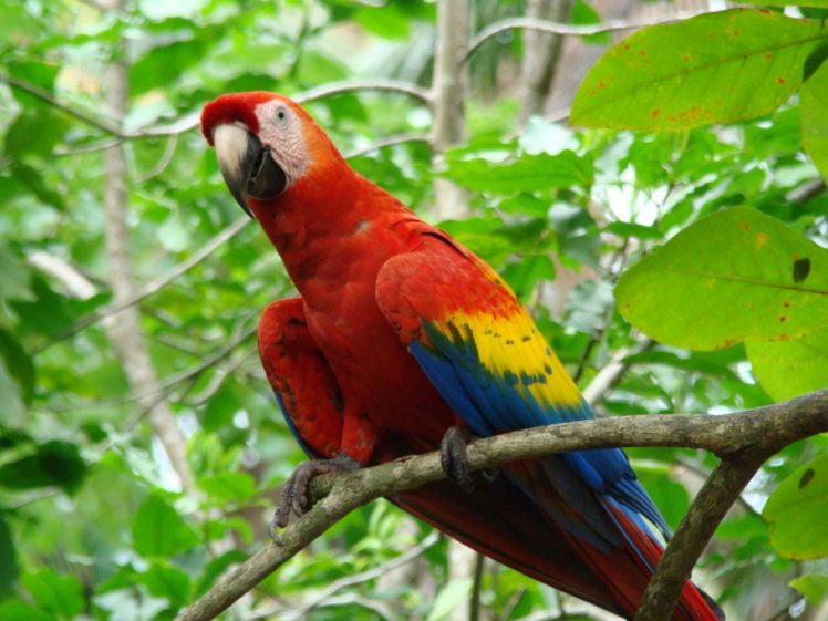 macaw, Parrot, Bird, Tropical,  38 HD Wallpaper Desktop Background