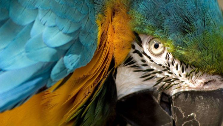 macaw, Parrot, Bird, Tropical,  40 HD Wallpaper Desktop Background