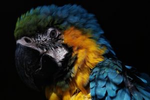 macaw, Parrot, Bird, Tropical,  39