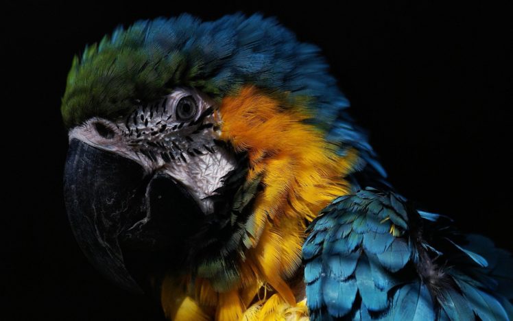 macaw, Parrot, Bird, Tropical,  39 HD Wallpaper Desktop Background