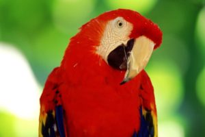 macaw, Parrot, Bird, Tropical,  42