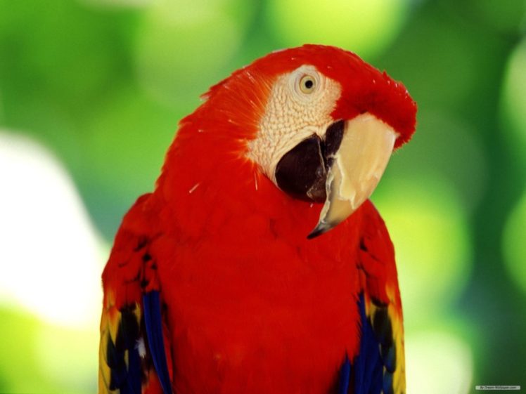 macaw, Parrot, Bird, Tropical,  42 HD Wallpaper Desktop Background