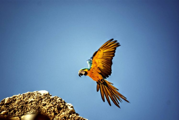 macaw, Parrot, Bird, Tropical,  48 HD Wallpaper Desktop Background