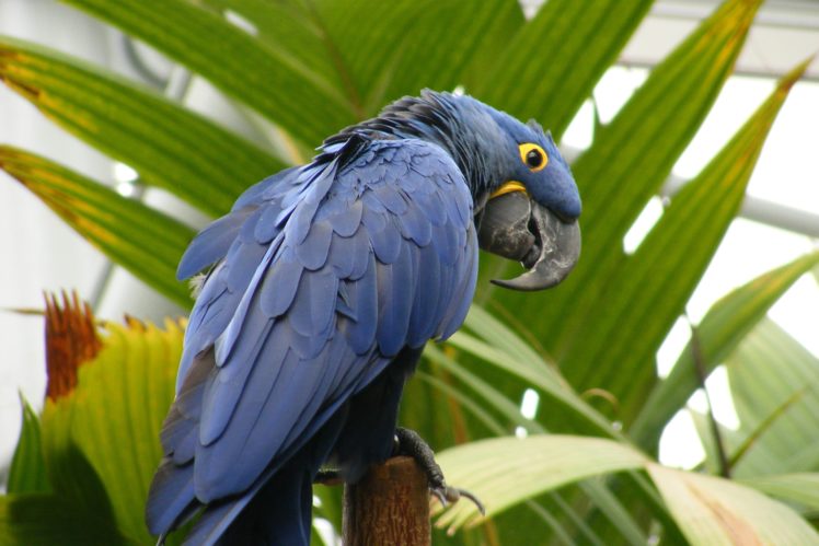 macaw, Parrot, Bird, Tropical,  46 HD Wallpaper Desktop Background
