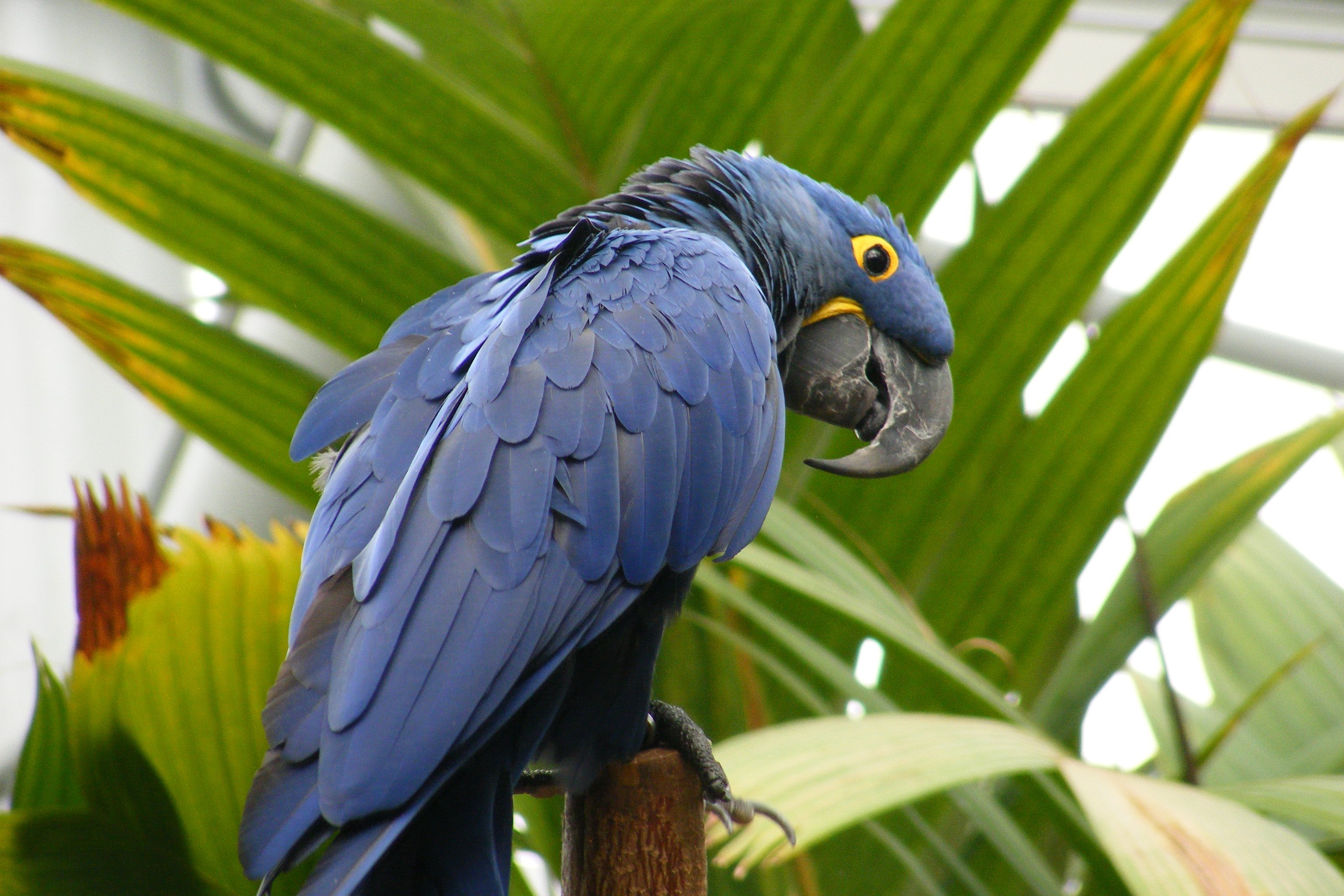 macaw, Parrot, Bird, Tropical,  46 Wallpaper