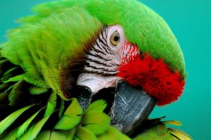 macaw, Parrot, Bird, Tropical,  43