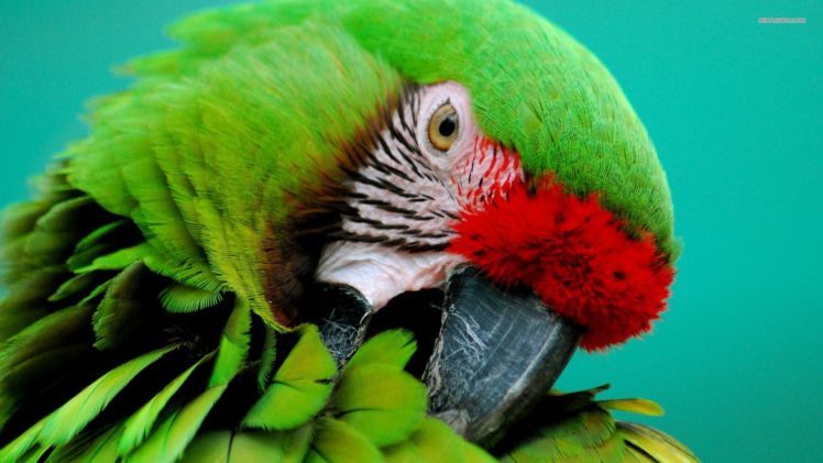 macaw, Parrot, Bird, Tropical,  43 HD Wallpaper Desktop Background