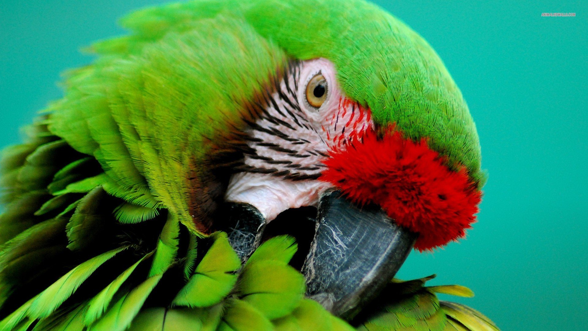 macaw, Parrot, Bird, Tropical,  43 Wallpaper