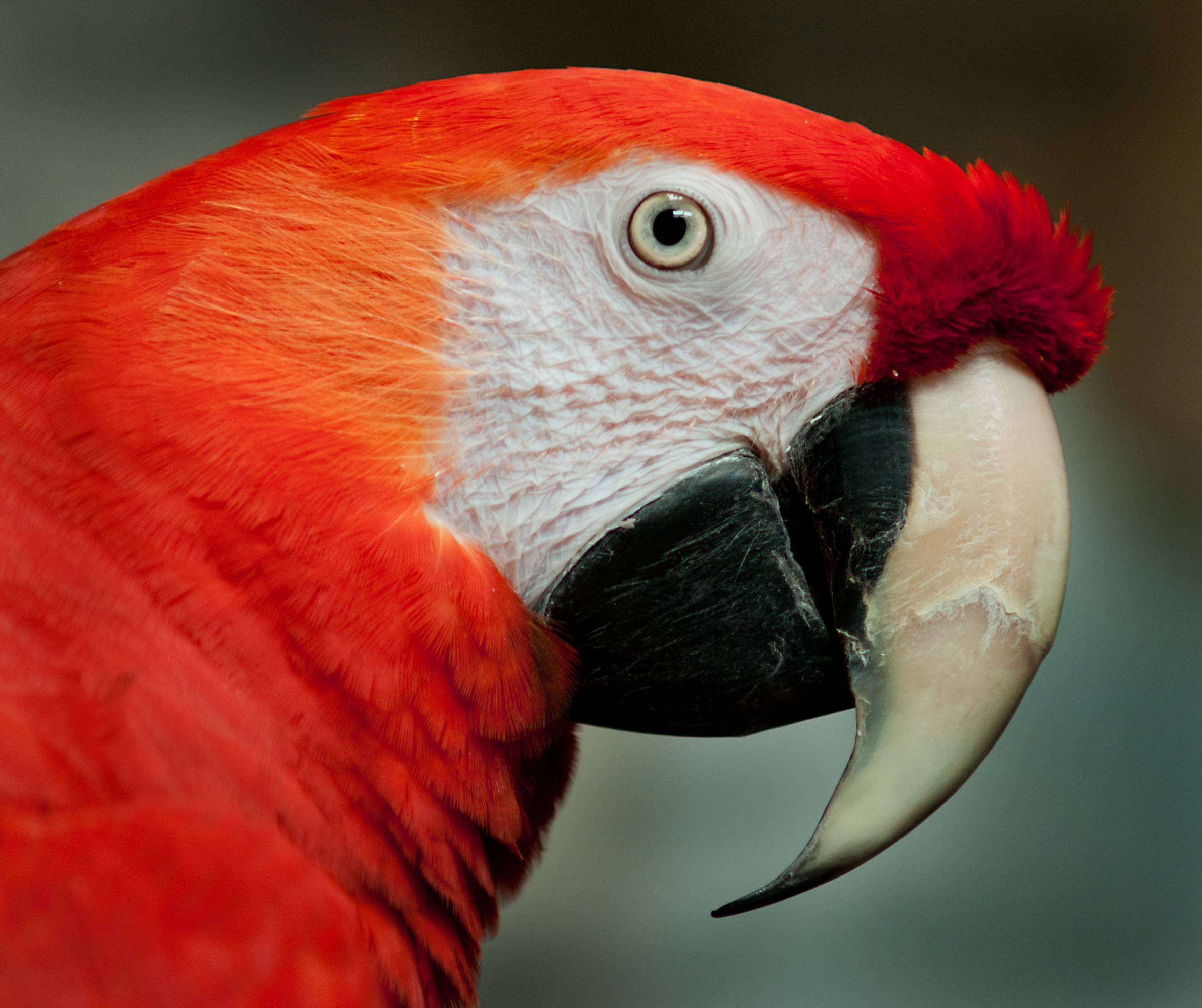 macaw, Parrot, Bird, Tropical,  50 Wallpaper