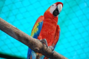macaw, Parrot, Bird, Tropical,  54