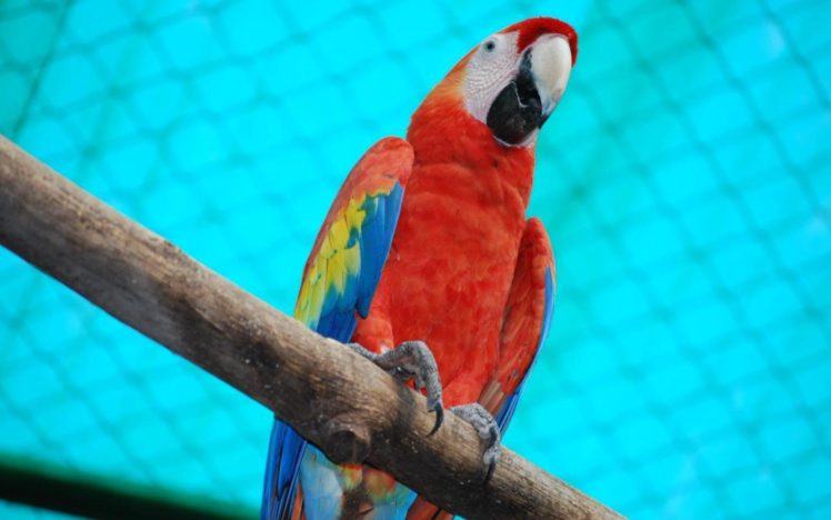 macaw, Parrot, Bird, Tropical,  54 HD Wallpaper Desktop Background