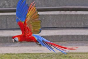 macaw, Parrot, Bird, Tropical,  53