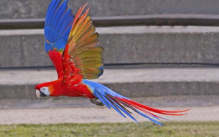 macaw, Parrot, Bird, Tropical,  53 HD Wallpaper Desktop Background