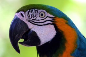 macaw, Parrot, Bird, Tropical,  52
