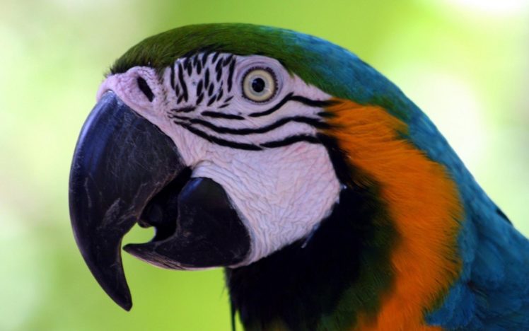 macaw, Parrot, Bird, Tropical,  52 HD Wallpaper Desktop Background