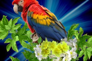 macaw, Parrot, Bird, Tropical,  55