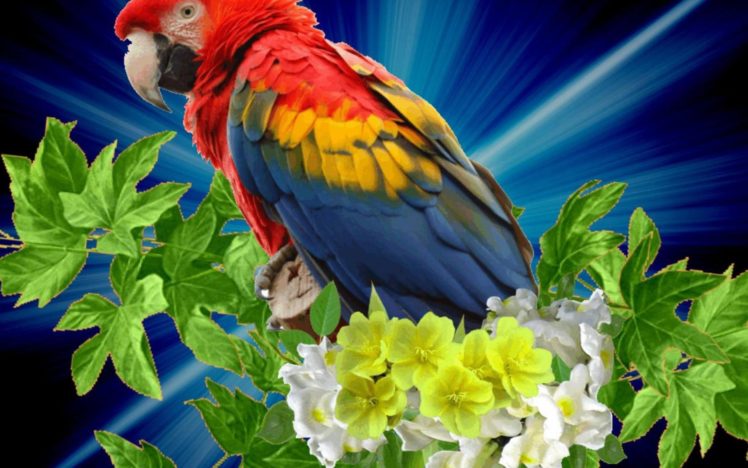 macaw, Parrot, Bird, Tropical,  55 HD Wallpaper Desktop Background