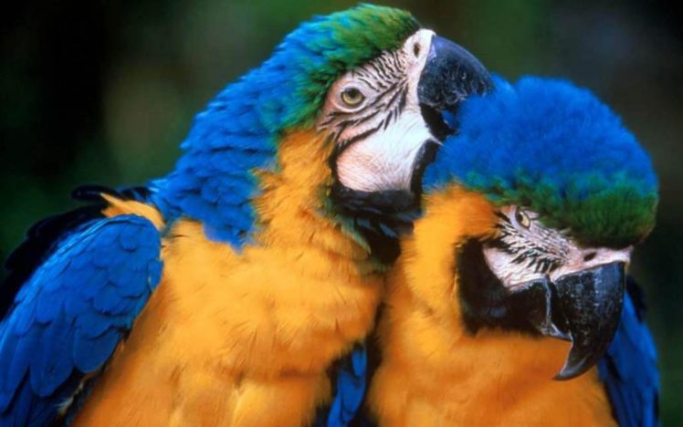 macaw, Parrot, Bird, Tropical,  57 HD Wallpaper Desktop Background
