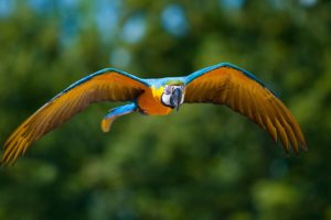 macaw, Parrot, Bird, Tropical,  60