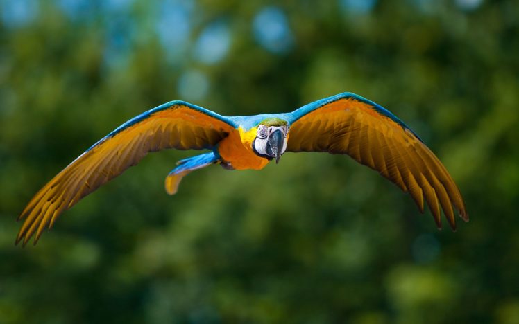 macaw, Parrot, Bird, Tropical,  60 HD Wallpaper Desktop Background