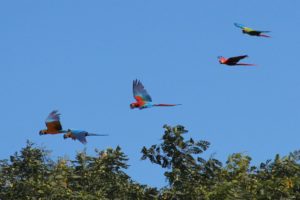 macaw, Parrot, Bird, Tropical,  59 , Jpg
