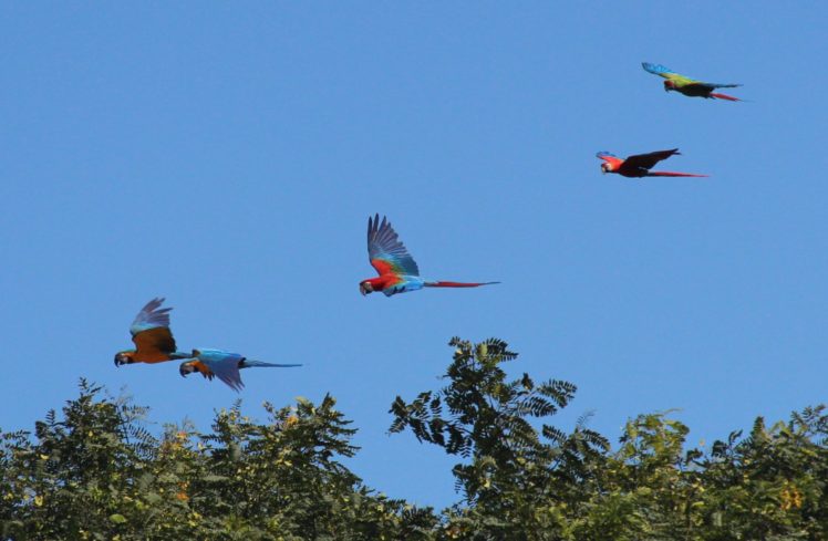 macaw, Parrot, Bird, Tropical,  59 , Jpg HD Wallpaper Desktop Background