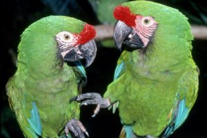 macaw, Parrot, Bird, Tropical,  67