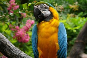 macaw, Parrot, Bird, Tropical,  64