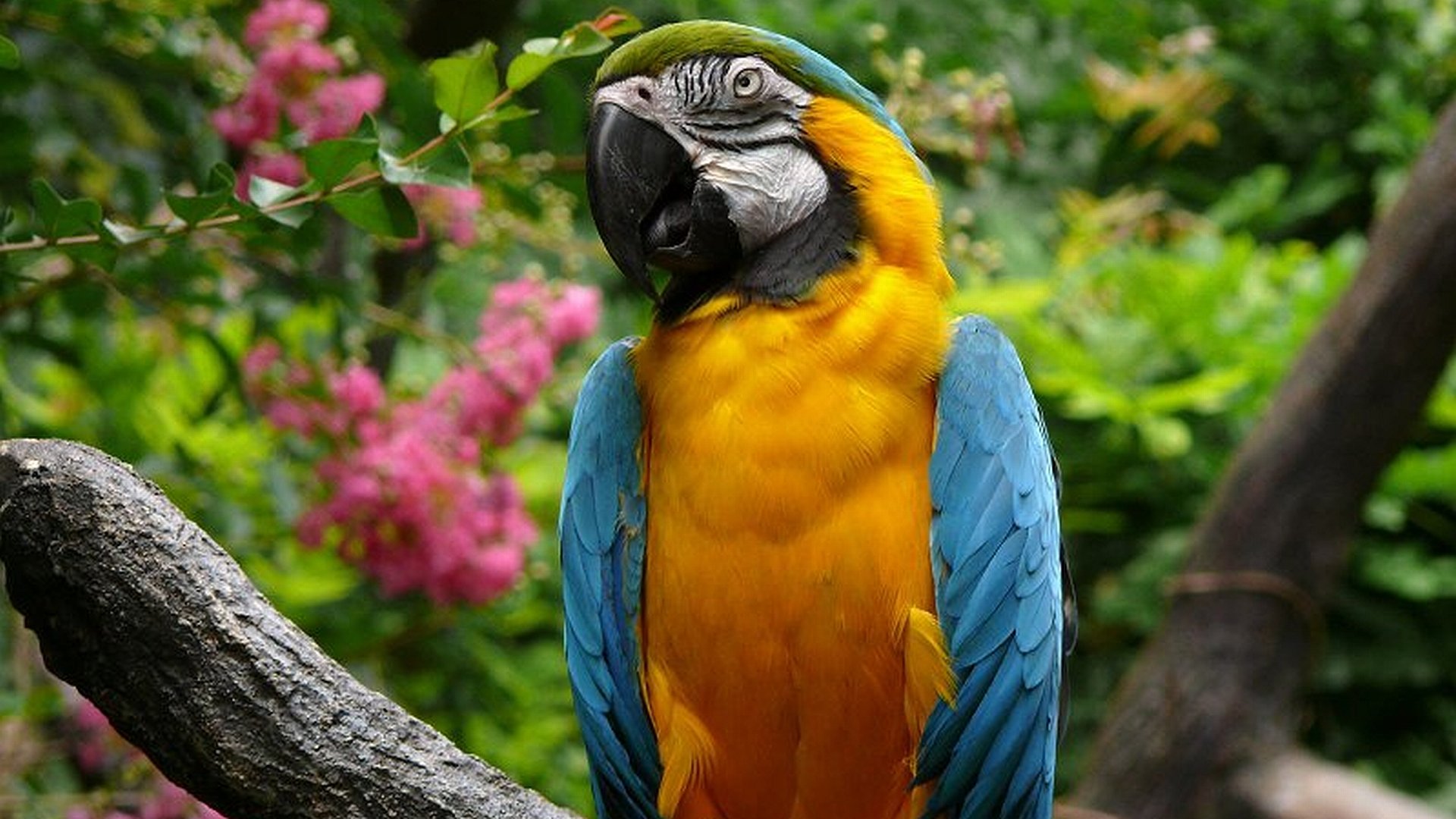 macaw, Parrot, Bird, Tropical,  64 Wallpaper
