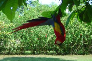 macaw, Parrot, Bird, Tropical,  73 , Jpg