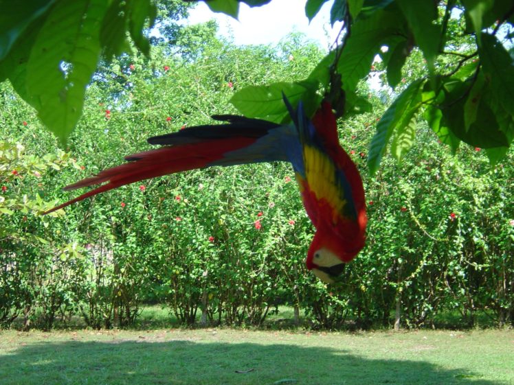 macaw, Parrot, Bird, Tropical,  73 , Jpg HD Wallpaper Desktop Background