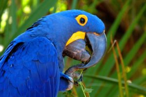 macaw, Parrot, Bird, Tropical,  75