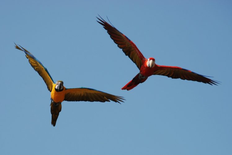 macaw, Parrot, Bird, Tropical,  74 HD Wallpaper Desktop Background