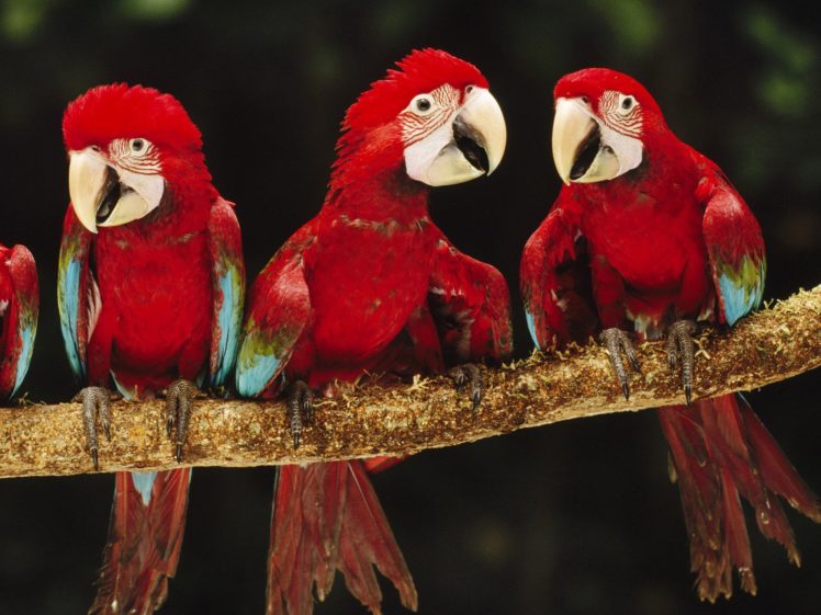 macaw, Parrot, Bird, Tropical,  79 HD Wallpaper Desktop Background
