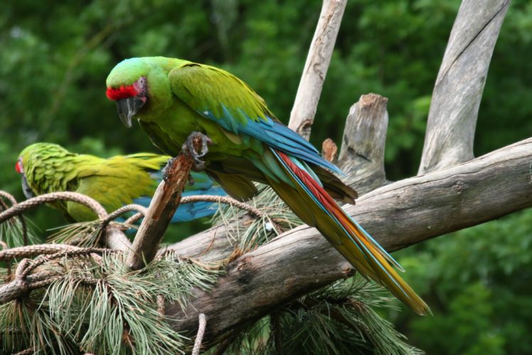 macaw, Parrot, Bird, Tropical,  81 , Jpg HD Wallpaper Desktop Background