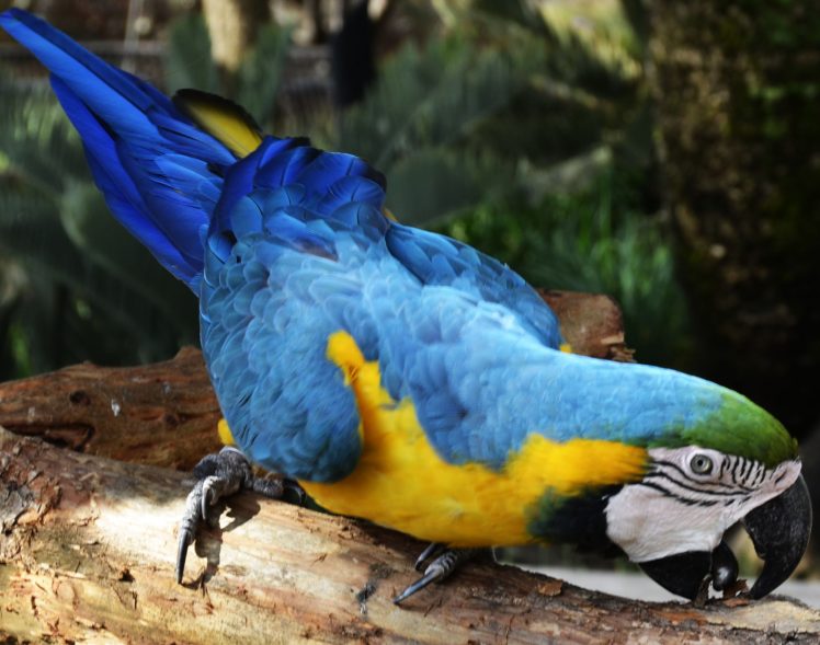 macaw, Parrot, Bird, Tropical,  78 HD Wallpaper Desktop Background
