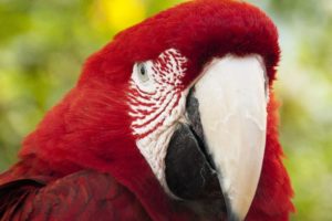 macaw, Parrot, Bird, Tropical,  76