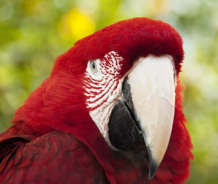macaw, Parrot, Bird, Tropical,  76 HD Wallpaper Desktop Background