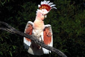 cockatoo, Parrot, Bird, Tropical,  1