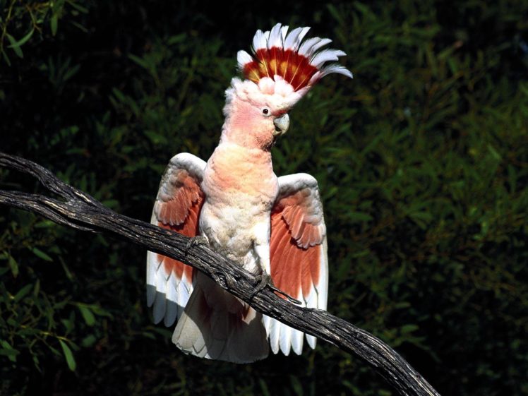 cockatoo, Parrot, Bird, Tropical,  1 HD Wallpaper Desktop Background