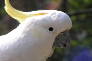 cockatoo, Parrot, Bird, Tropical,  2