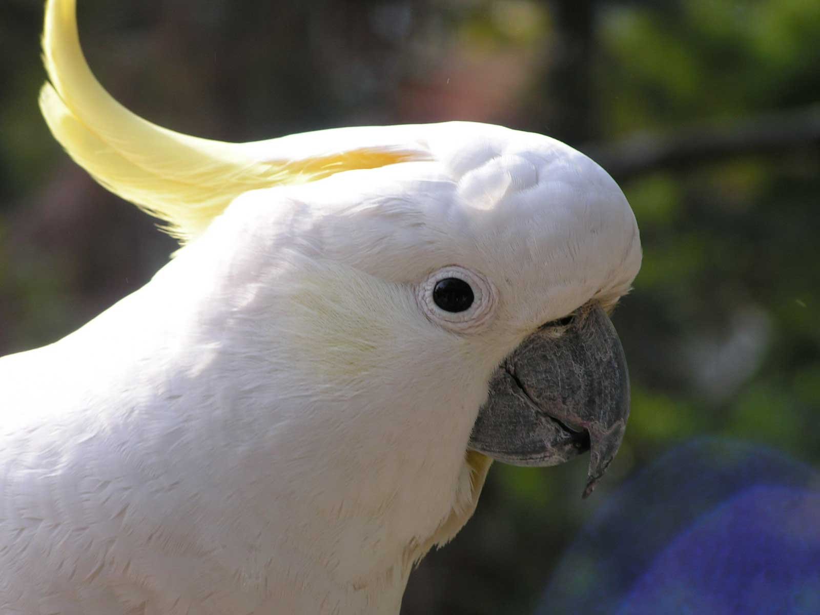 cockatoo, Parrot, Bird, Tropical,  2 Wallpaper