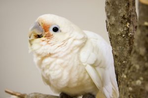 cockatoo, Parrot, Bird, Tropical,  4
