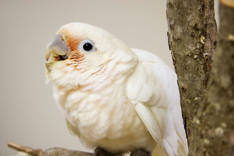 cockatoo, Parrot, Bird, Tropical,  4 HD Wallpaper Desktop Background