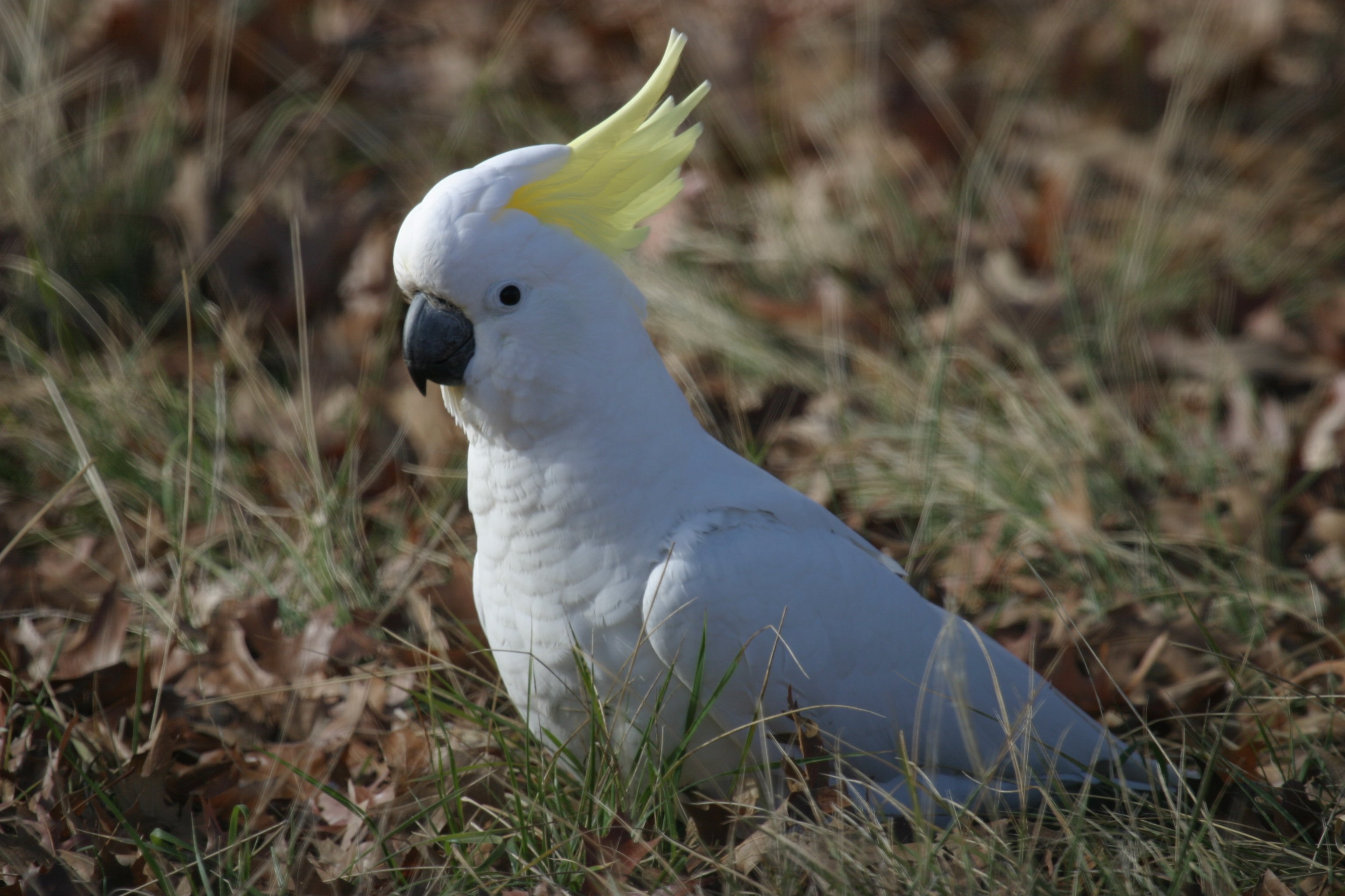 cockatoo, Parrot, Bird, Tropical,  7 Wallpaper