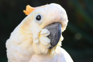 cockatoo, Parrot, Bird, Tropical,  9