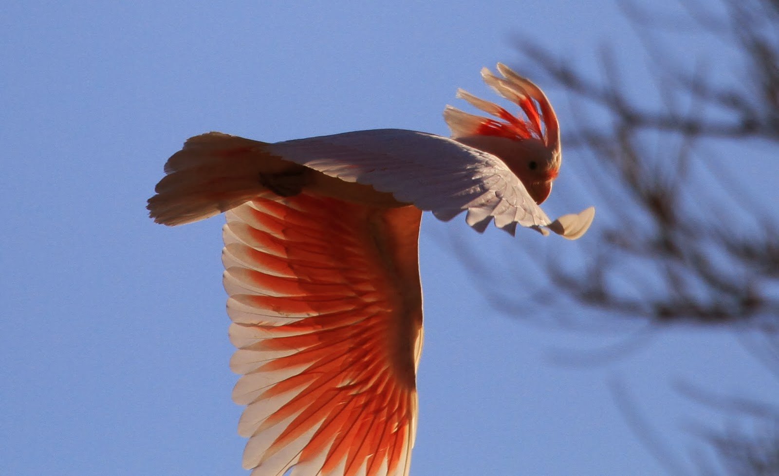 cockatoo, Parrot, Bird, Tropical,  15 Wallpaper