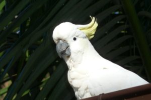 cockatoo, Parrot, Bird, Tropical,  18 , Jpg