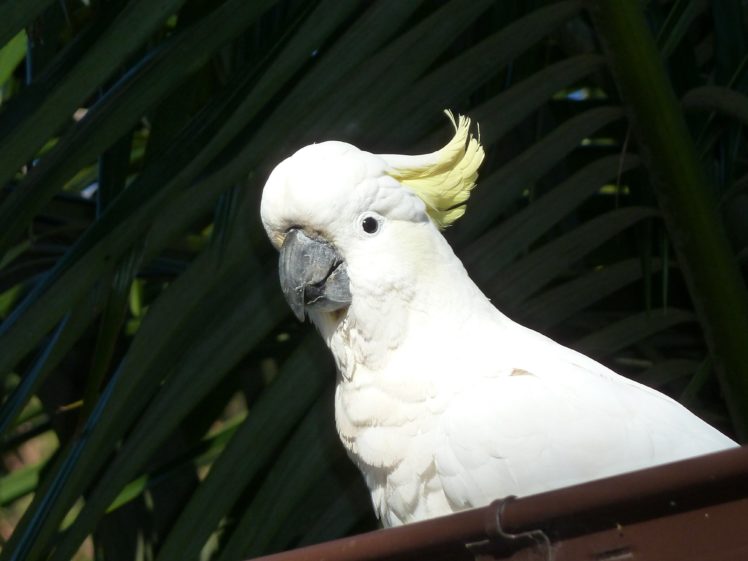 cockatoo, Parrot, Bird, Tropical,  18 , Jpg HD Wallpaper Desktop Background